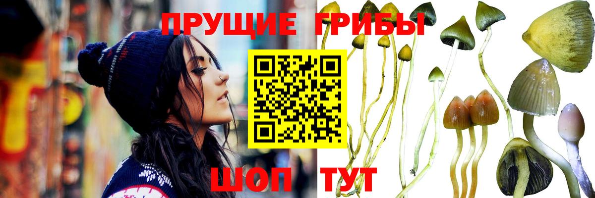 Горно-Алтайск  Псилоцибиновые грибы мицелий  Вход с VPN 